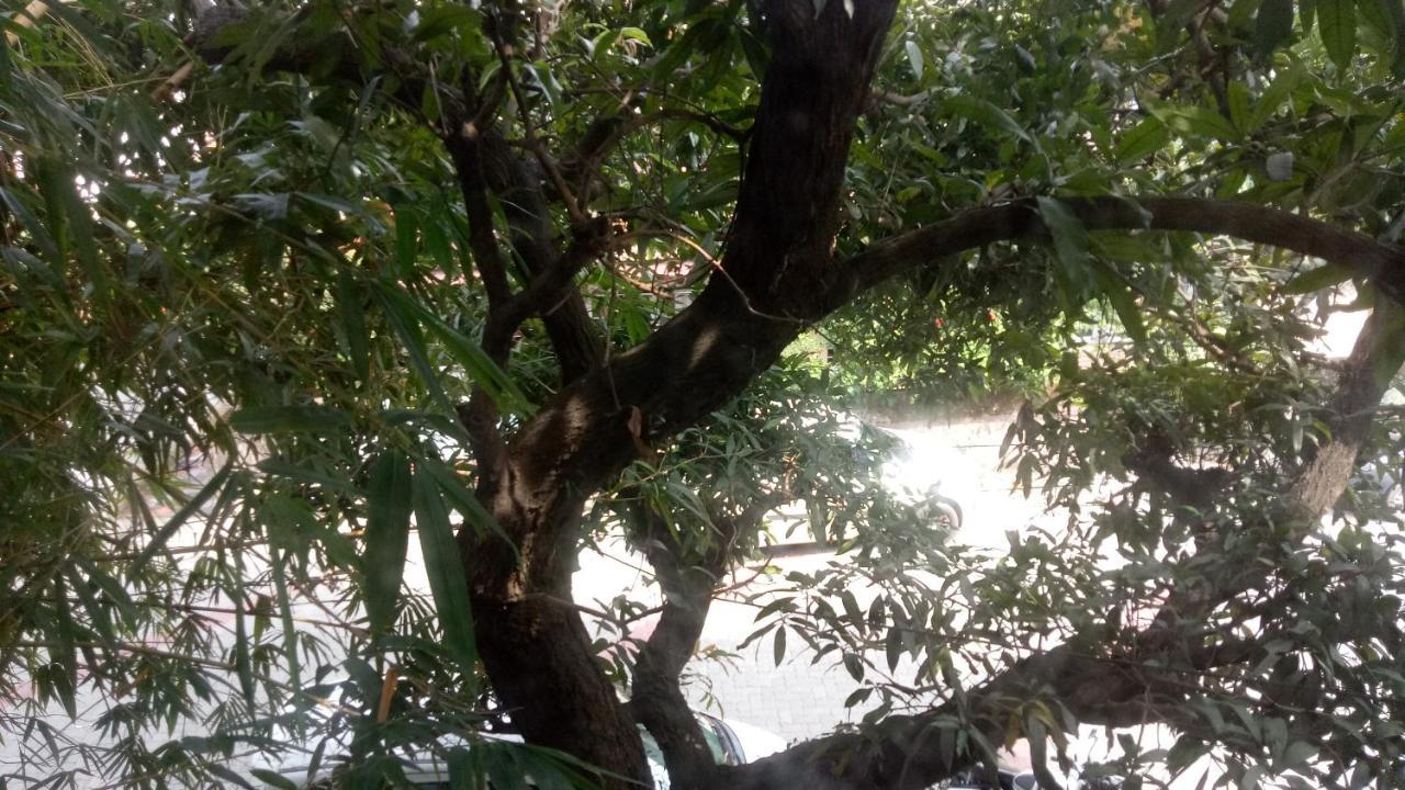 Adams Wood House Ayurveda Homestay Kochi エクステリア 写真